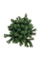 Sosna Pinus mugo Klostergrün