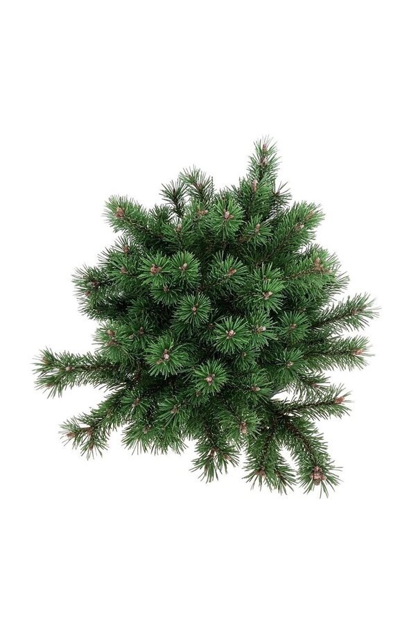 Sosna Pinus mugo Klostergrün