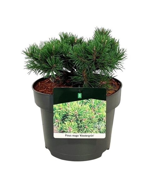 Pinus