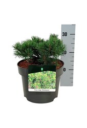 Sosna Pinus mugo Klostergrün