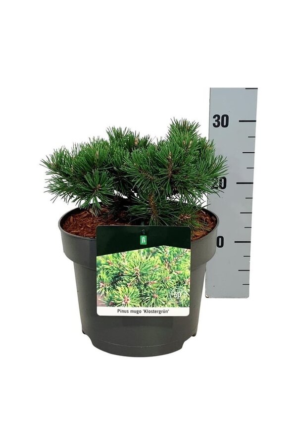 Sosna Pinus mugo Klostergrün