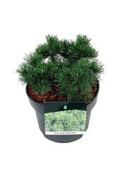 Sosna Pinus mugo Klostergrün