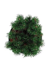 Sosna Pinus mugo Klostergrün