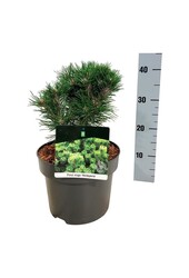 Sosna Pinus mugo Heideperle