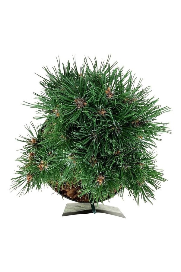 Sosna Pinus mugo Heideperle