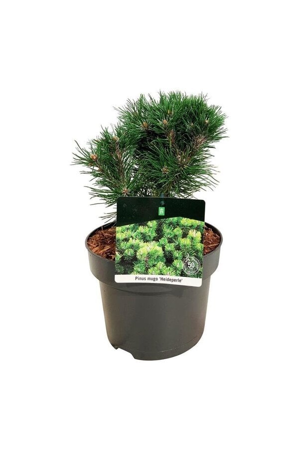 Sosna Pinus mugo Heideperle