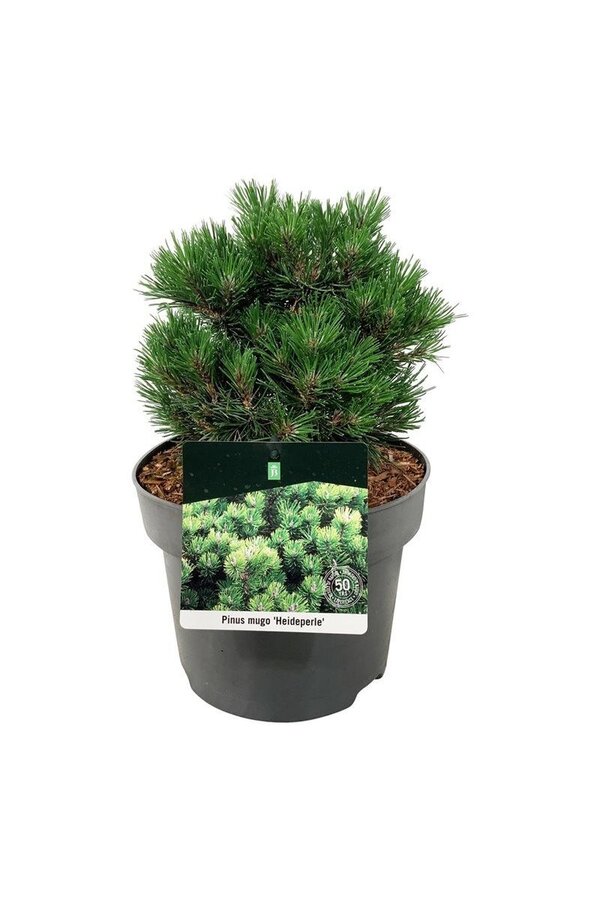 Sosna Pinus mugo Heideperle