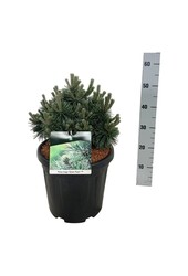 Sosna Pinus mugo Green Pearl