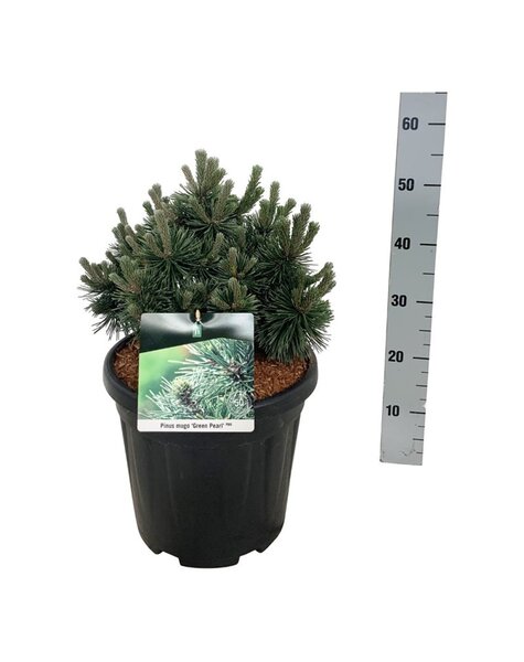 Pinus