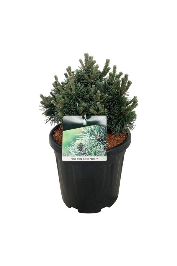 Sosna Pinus mugo Green Pearl