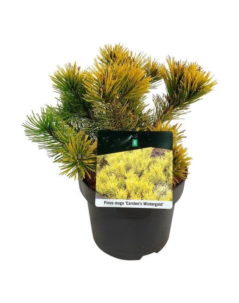 Pinus