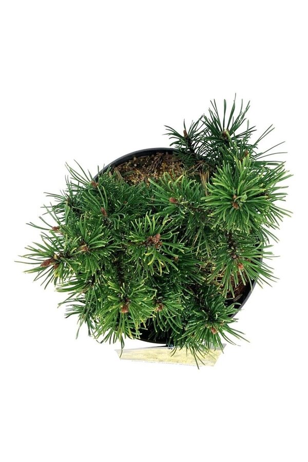Sosna górska Pinus mugo Carstens Wintergold