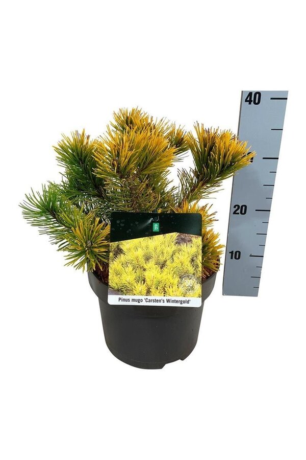 Sosna górska Pinus mugo Carstens Wintergold