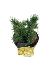 Sosna górska Pinus mugo Carstens Wintergold