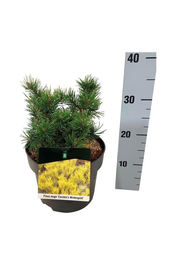 Sosna górska Pinus mugo Carstens Wintergold
