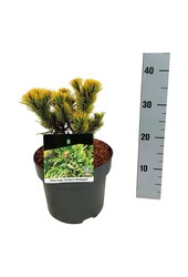 Sosna Pinus mugo Carstens Wintergold