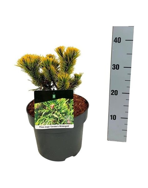 Pinus