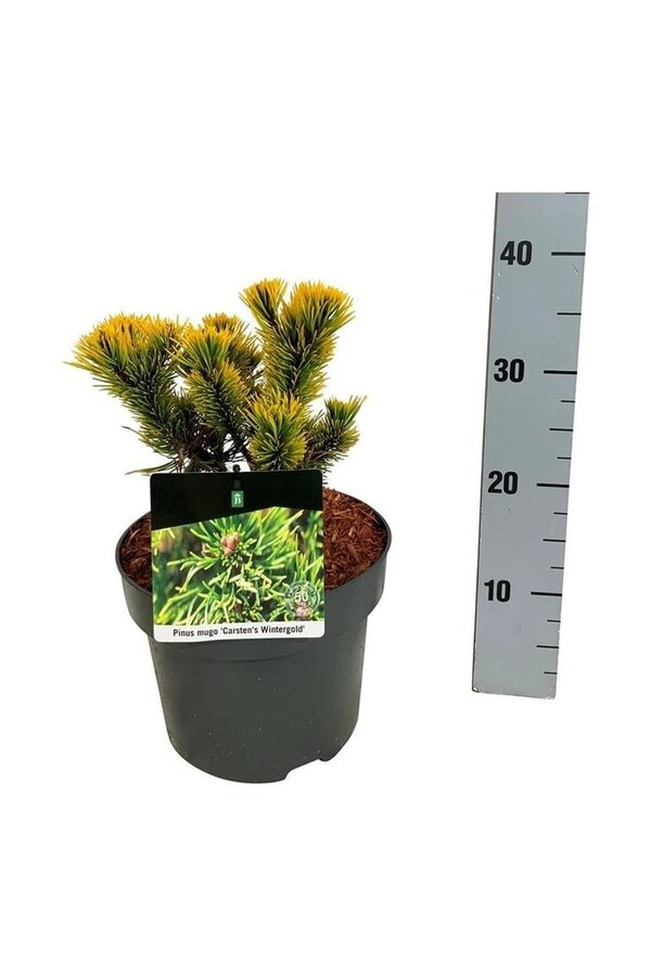 Sosna Pinus mugo Carstens Wintergold