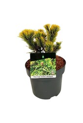 Sosna Pinus mugo Carstens Wintergold