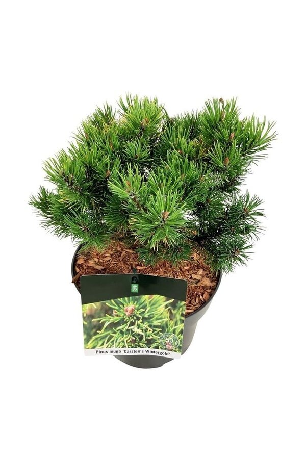 Sosna Pinus mugo Carstens Wintergold