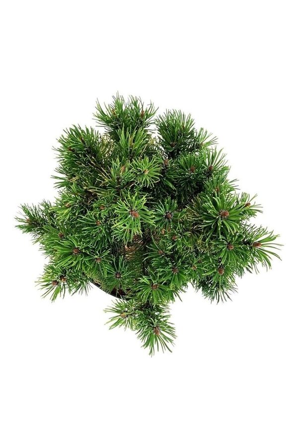 Sosna Pinus mugo Carstens Wintergold