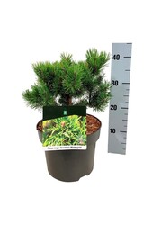 Sosna Pinus mugo Carstens Wintergold