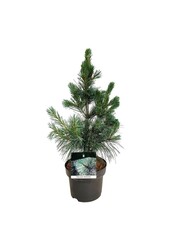 Sosna Pinus Ammerland