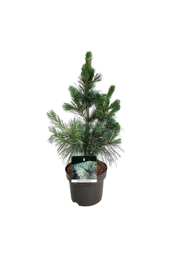 Sosna Pinus Ammerland