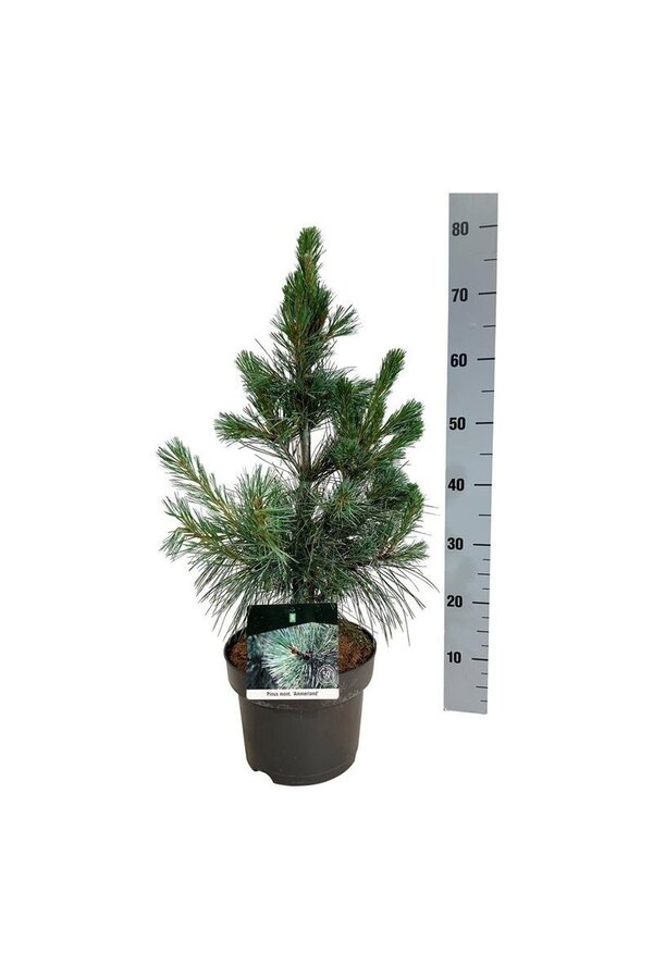 Sosna Pinus Ammerland
