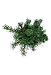 Sosna Pinus Ammerland