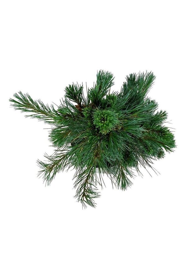Sosna Pinus Ammerland