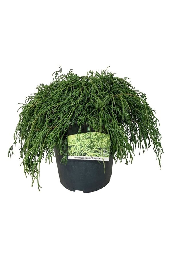 Chamaecyparis Filifera Nana