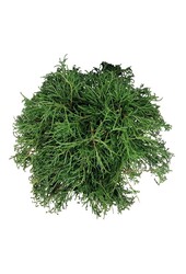 Chamaecyparis Filifera Nana