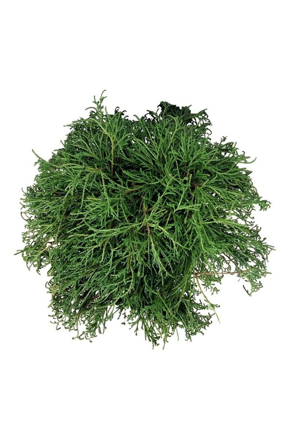 Chamaecyparis Filifera Nana