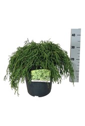 Chamaecyparis Filifera Nana