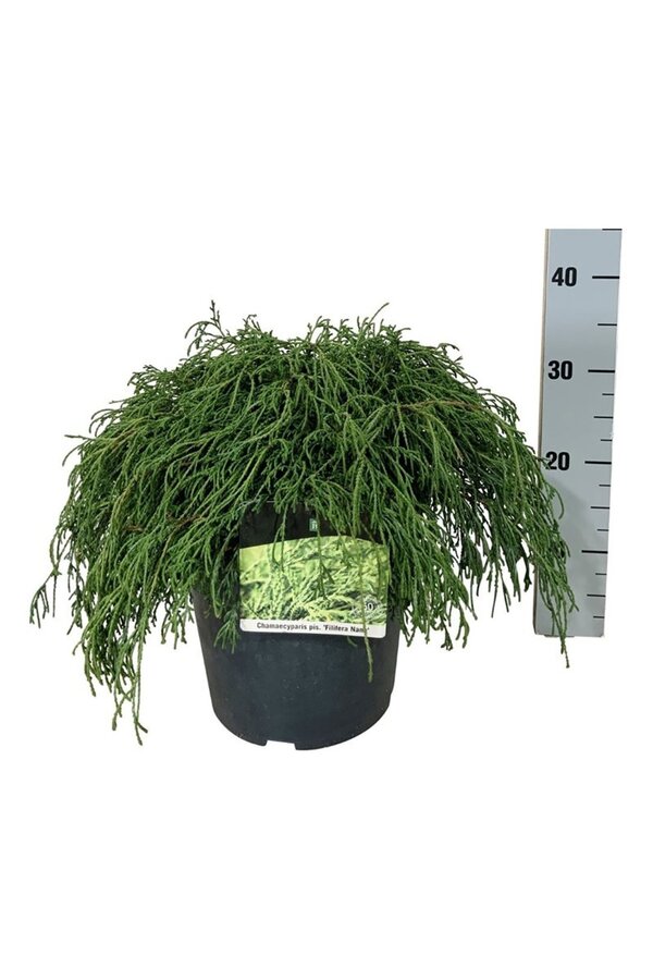 Chamaecyparis Filifera Nana