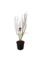 Bez Syringa Sensation