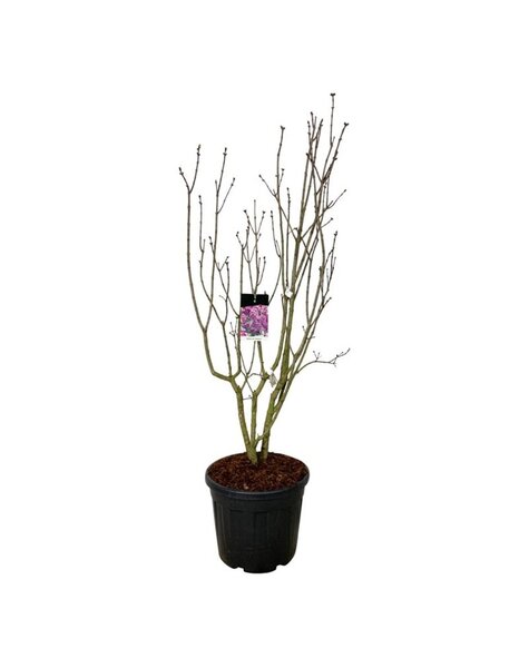 Syringa