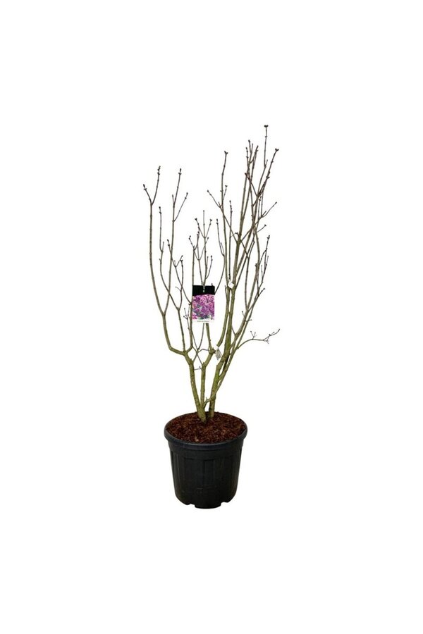 Bez Syringa Sensation