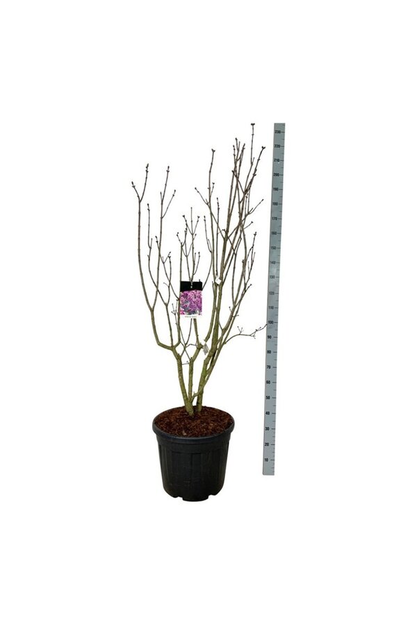 Bez Syringa Sensation