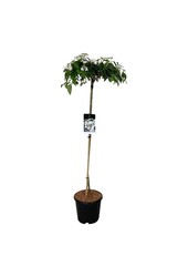 Kalina Viburnum Watanabe