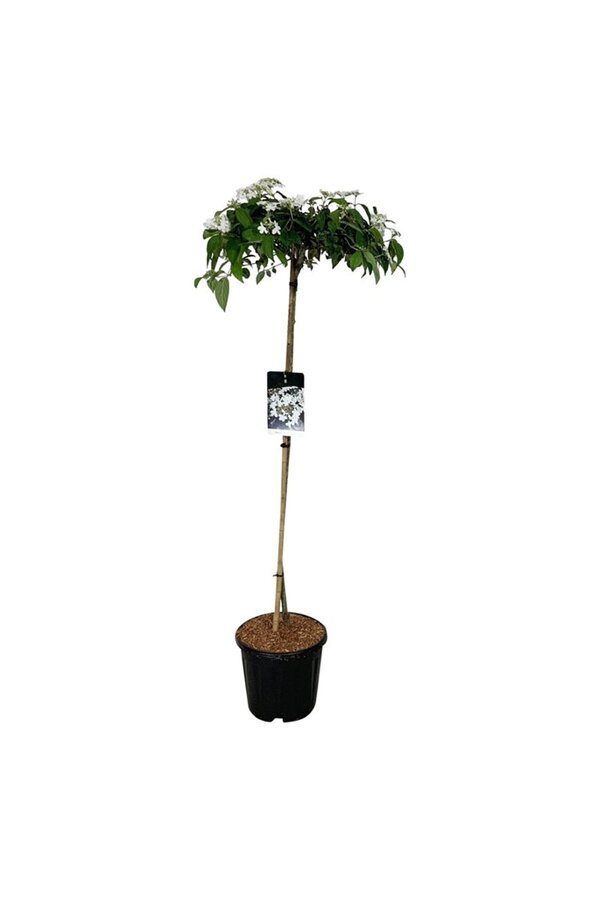 Kalina Viburnum Watanabe