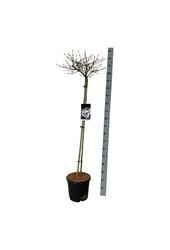 Kalina Viburnum Watanabe