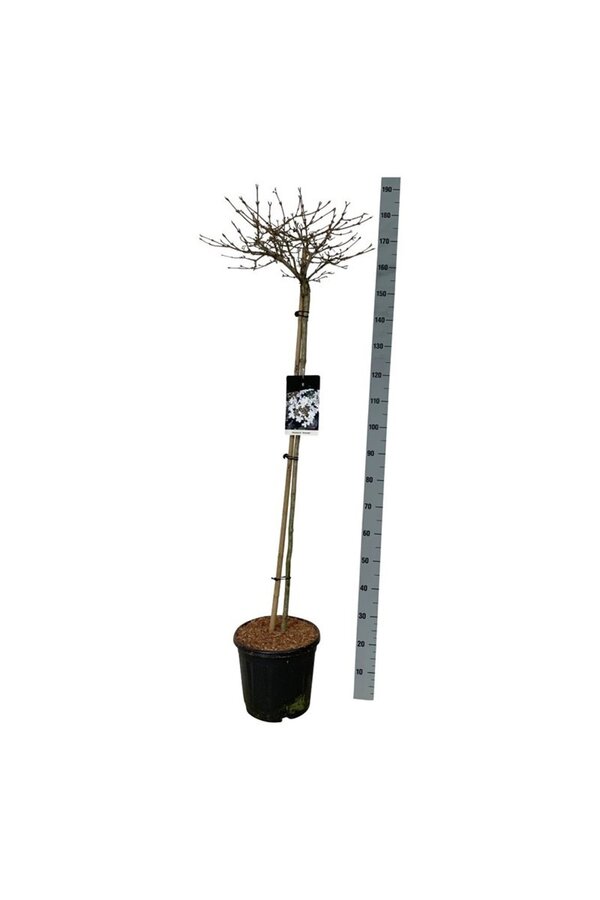 Kalina Viburnum Watanabe