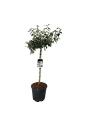 Kalina Viburnum Eskimo