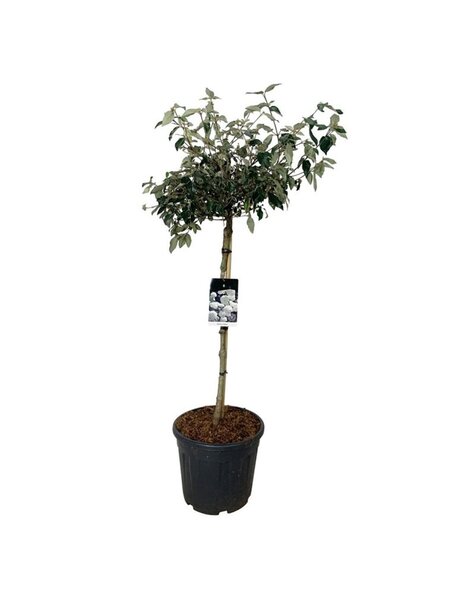 Viburnum