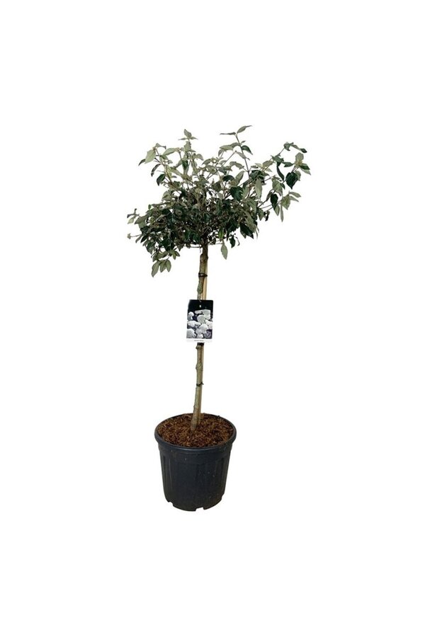 Kalina Viburnum Eskimo