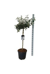 Kalina Viburnum Eskimo