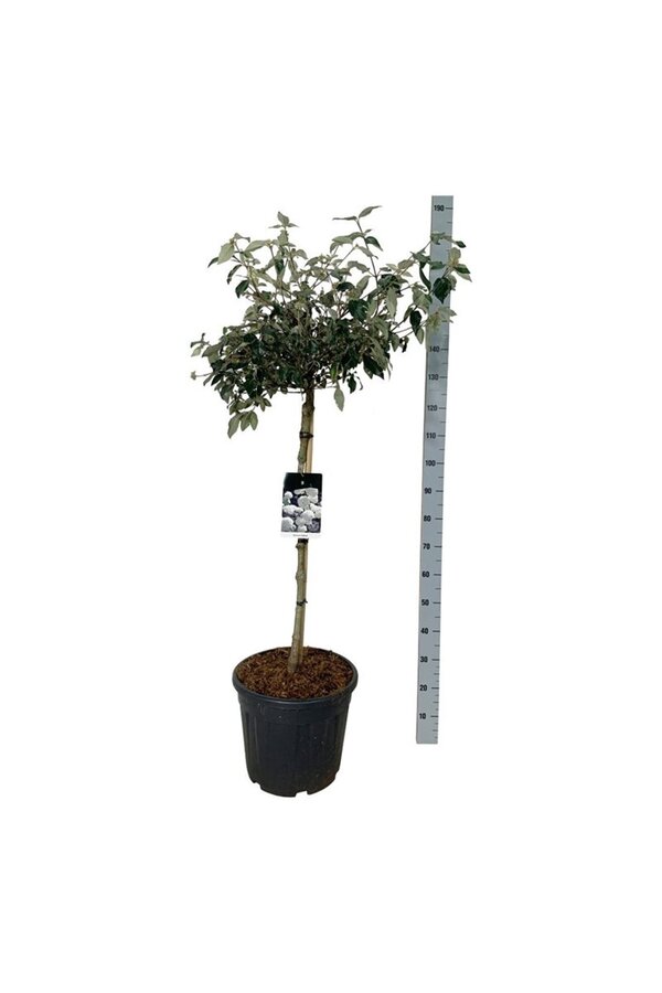 Kalina Viburnum Eskimo