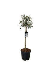 Kalina Viburnum Eskimo
